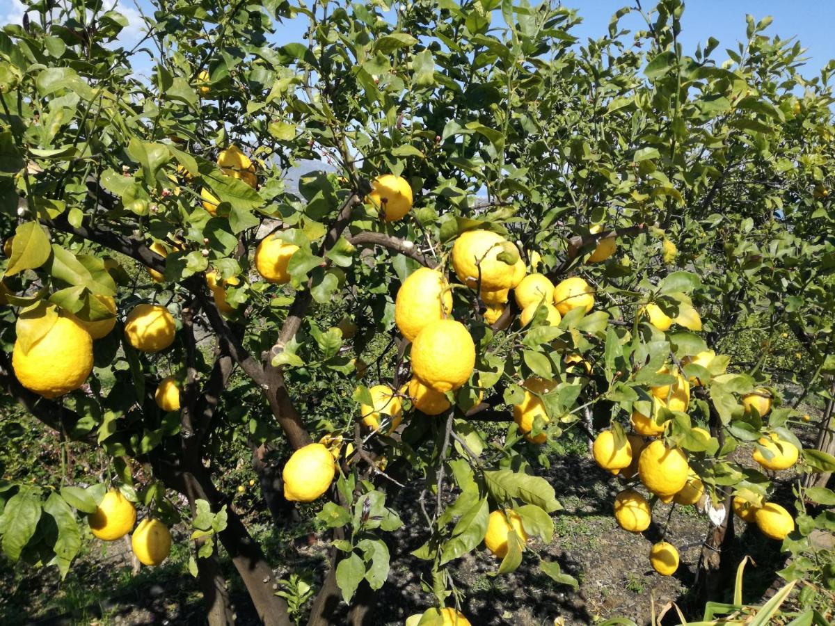 Il Limoneto Di Leo Villa Mascali Exterior foto